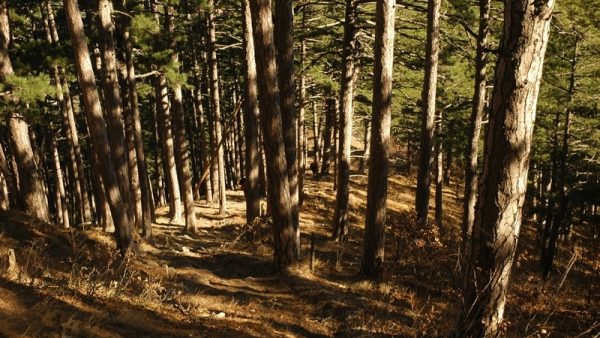 Право на заключение договора аренды лесного участка, находящегося в государственной собственности
