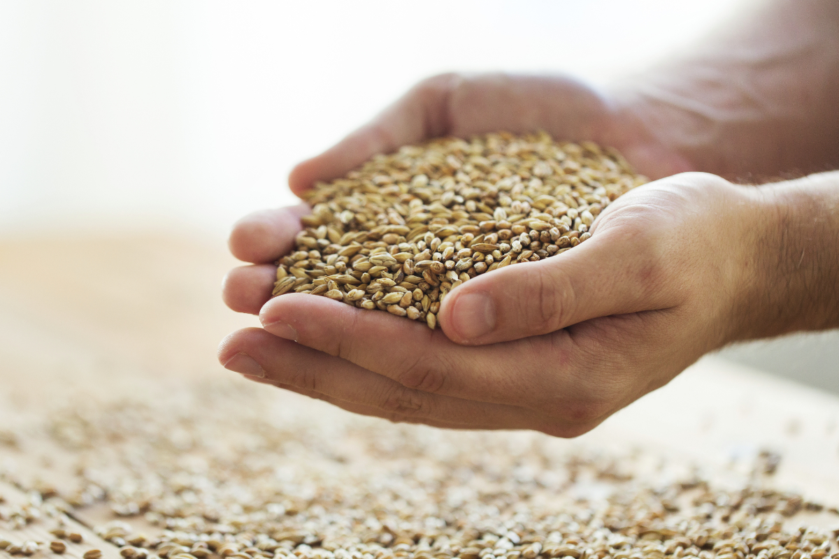 Закупка фуражного зерна. Зерно. Пшеница зерно. Пшеница в руках. Семена пшеницы в руках.