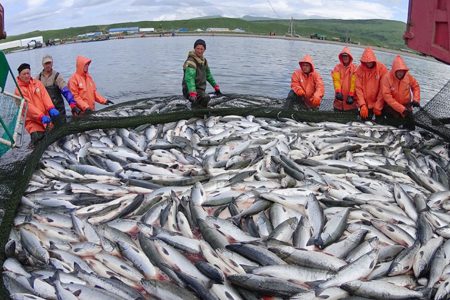 Рыбная промышленность проект